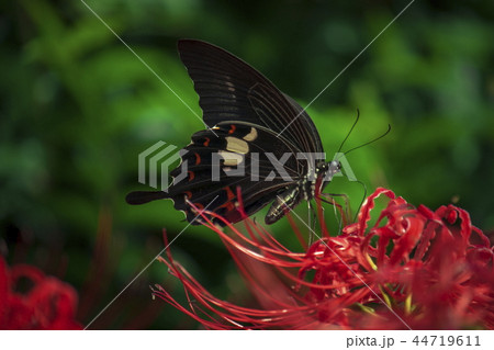 彼岸花とアゲハ蝶 44719611