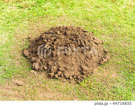 モグラの穴 44719835