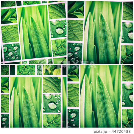 Abstract green collage with fresh green plants 44720488