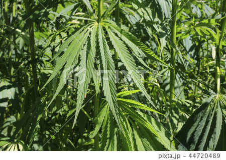 Close-up of green fresh foliage of cannabis plant 44720489