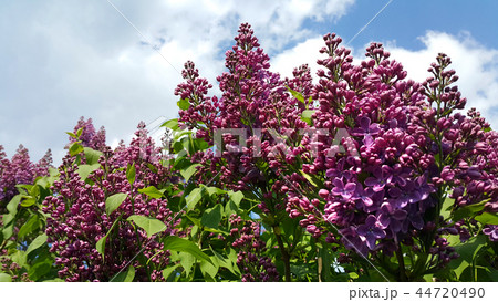 Beautiful flowering spring branches of lilac 44720490