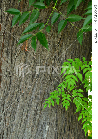 樹木：センダン　センダン科 44720508