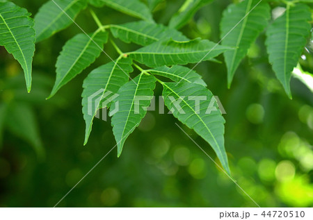 樹木：センダン　センダン科 44720510