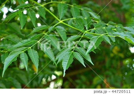 樹木:センダン センダン科 樹木:センダン センダン科 44720511