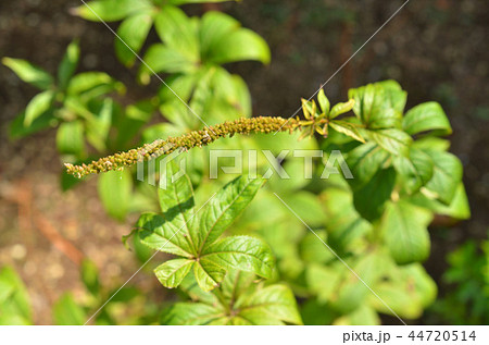 植物：クガイソウ　ゴマノハグサ科 44720514