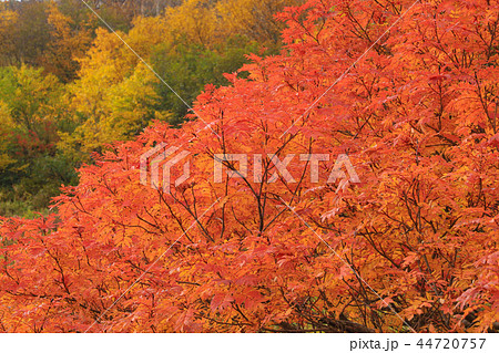 紅葉のナナカマド　八方尾根 44720757