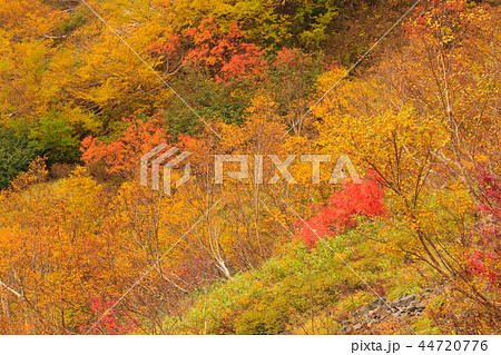 錦秋の八方尾根 紅葉 錦秋の八方尾根 紅葉 44720776