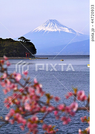 【静岡県】御浜崎・戸田港 富士山・春の風景 44720933