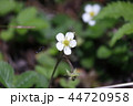 シロバナノヘビイチゴ 44720958
