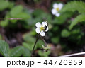 シロバナノヘビイチゴ 44720959