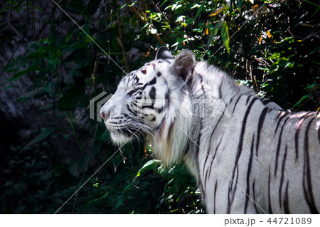 a rare white tiger 44721089
