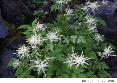 トリアシショウマ トリアシショウマ 44721090