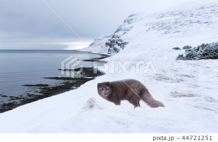 Arctic fox standing in the snow 44721251