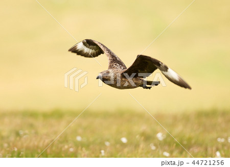 Close up of a Great skua in flight Close up of a Great skua in flight 44721256
