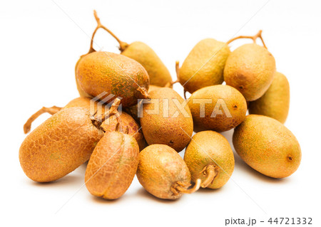 シマサルナシ 44721332