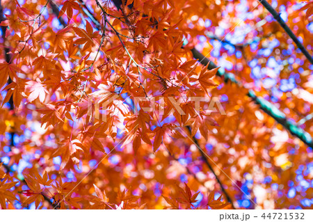 紅葉イメージ 紅葉イメージ 44721532