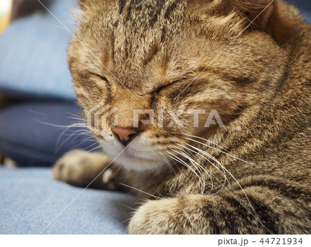 猫 ネコ 猫 ネコ 44721934