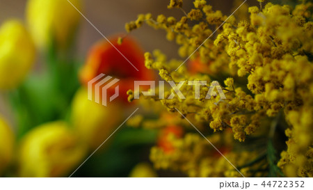Yellow mimosa close-up 44722352