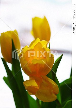 Yellow tulips by window 44722367
