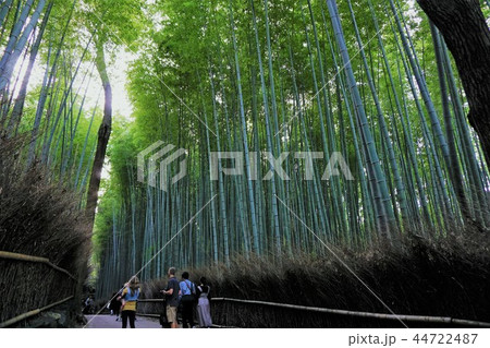 嵐山 竹林 嵐山 竹林 44722487