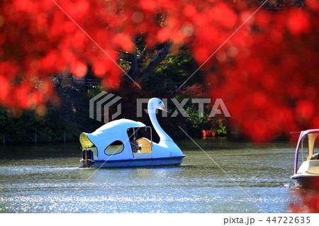 東京都 井の頭公園の紅葉とスワンボートの写真素材