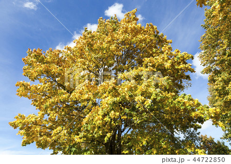 Maple Park in autumn 44722850