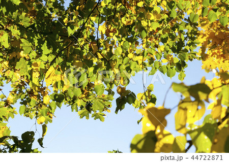 yellowed foliage of a linden 44722871