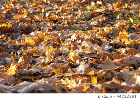 The fallen maple leaves 44722891