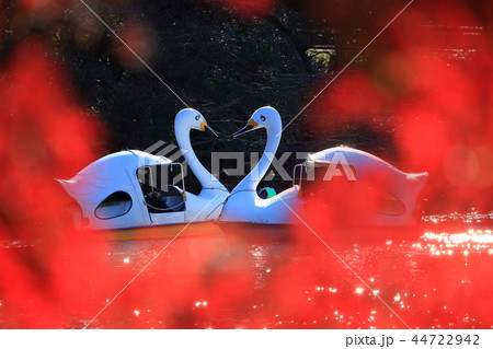 東京都 井の頭公園の紅葉とスワンボートの写真素材
