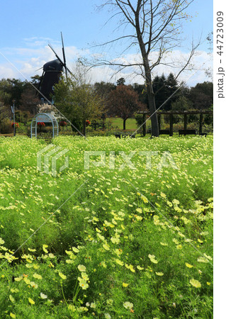 ふなばしアンデルセン公園、コスモスの花めいろ（10月）千葉県船橋市 44723009
