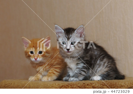 Two cute kittens 44723029