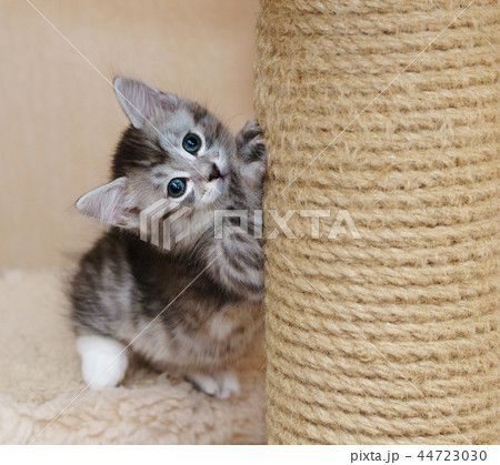 Nice gray kitten 44723030