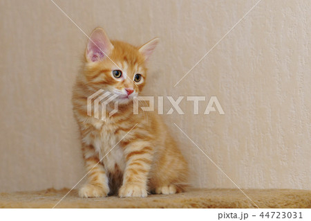 Cute red kitten Cute red kitten 44723031