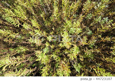 トンボビュー トンボビュー 44723107