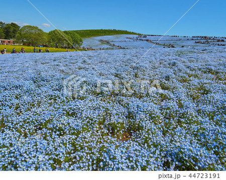 茨城県ひたちなか市のネモフィラ 44723191
