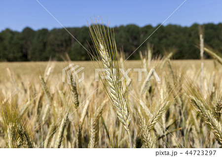 spikelets of wheat 44723297