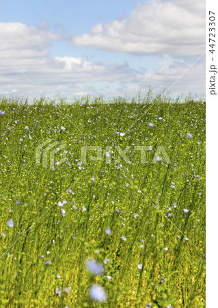 green plants flax 44723307