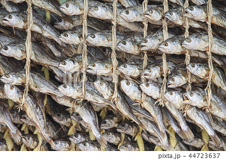 イシモチ 栄光イシモチ ボプソンポ 44723637