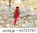 ショウジョウトンボの雄 44723767