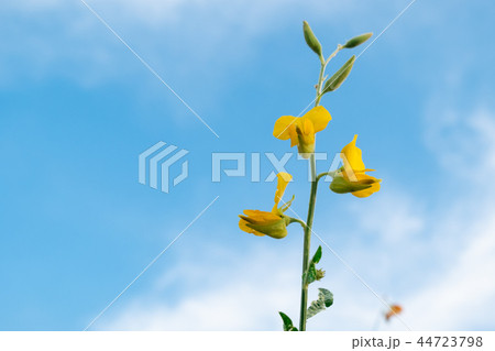 beautiful yellow sunhemp flower in nature beautiful yellow sunhemp flower in nature 44723798