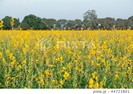 beautiful yellow sunhemp flower. Crotalaria 44723801