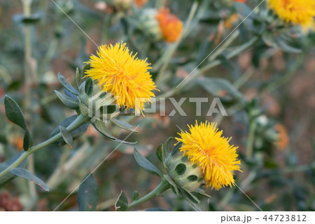 beautiful yellow safflowe , Carthamus tinctorius beautiful yellow safflowe , Carthamus tinctorius 44723812