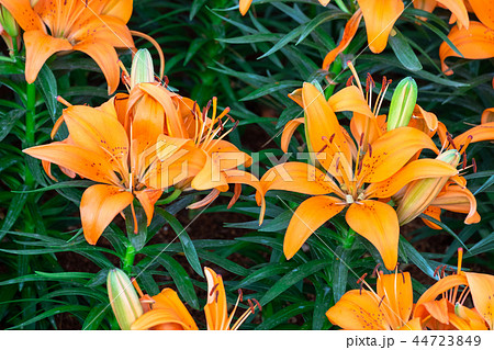 closeup beautiful orange tiger lilly flower closeup beautiful orange tiger lilly flower 44723849