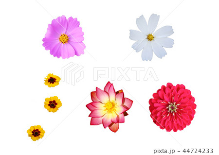 花 コスモス 蓮 44724233