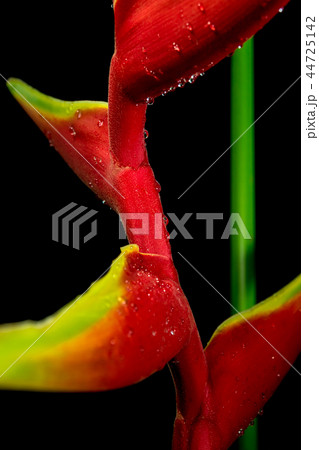 Hanging lobster claws in black background Hanging lobster claws in black background 44725142