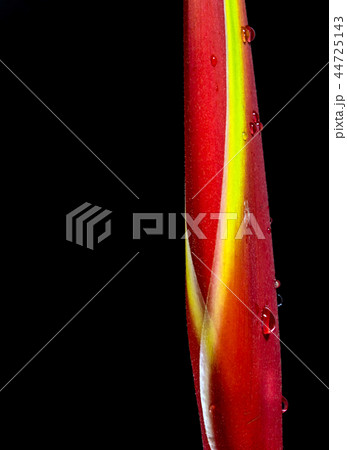 Hanging lobster claws in black background Hanging lobster claws in black background 44725143