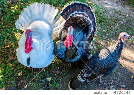 Male and female turkeys outdoors on grass Male and female turkeys outdoors on grass 44726242