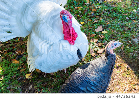 Male and female turkeys outdoors on grass Male and female turkeys outdoors on grass 44726243