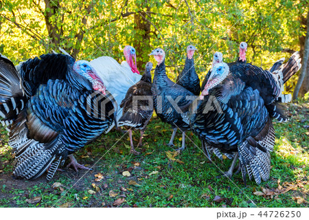 Male and female turkeys outdoors on grass Male and female turkeys outdoors on grass 44726250