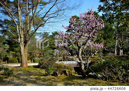 兼六園 梅と桜に彩られた園内の眺め 梅林付近 １ の写真素材